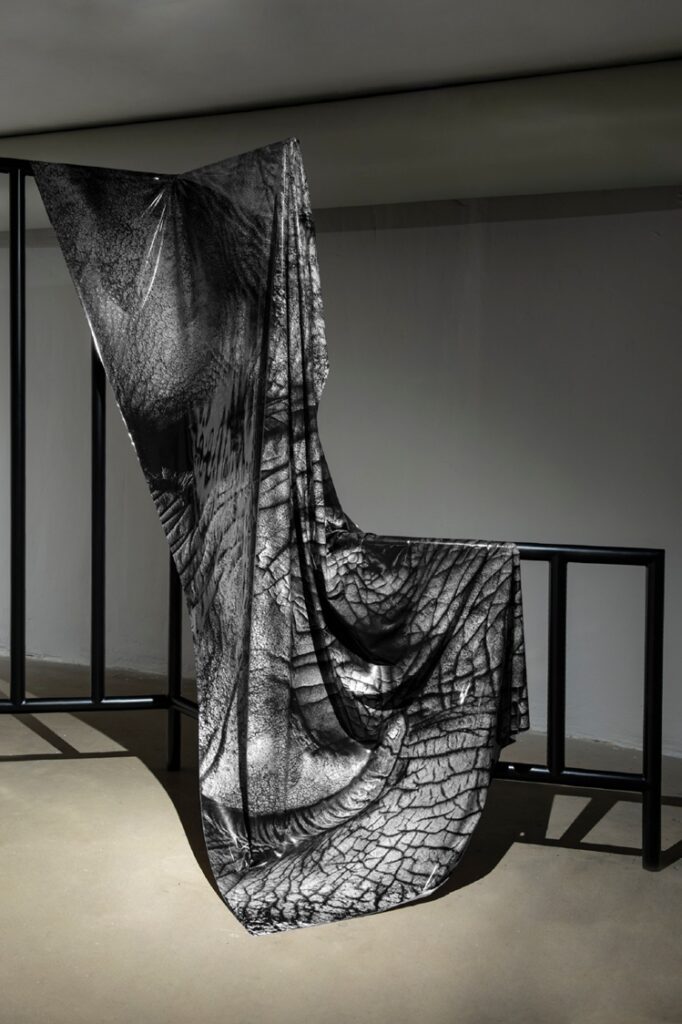 Animal Space Swoboda